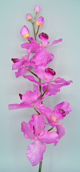 Orchidea 15