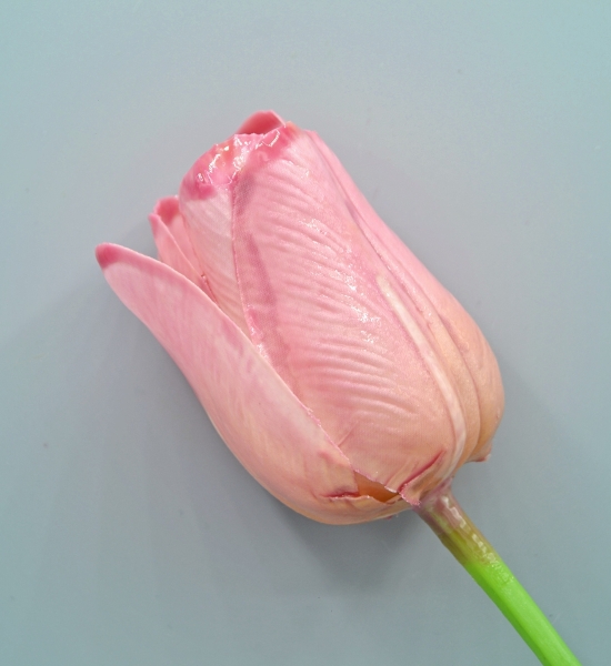 Tulipani 42