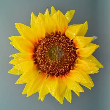 Sunflower 360