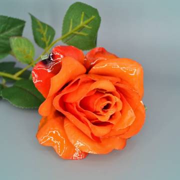 Rose 453